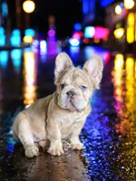 New shade rojo&shadelsabella, a male French Bulldog for sale in Saint Cloud, FL – Photo 5 of 10