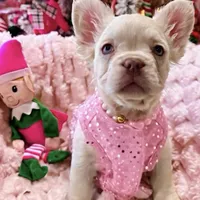 Diva REDUCED!!!3199, a female French Bulldog for sale in West Palm Beach, FL – Photo 4 of 10