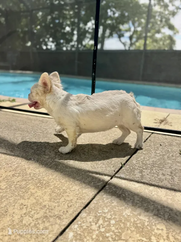  Newshade Isabella and tan full fluffy pink – French Bulldog puppy for sale in Daytona Beach, FL