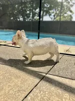 Diva pink full fluffy 7*months, a female French Bulldog for sale in Port Charlotte, FL – 2 of 9