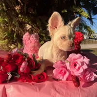 Diva REDUCED!!!3199, a female French Bulldog for sale in West Palm Beach, FL – Photo 10 of 10