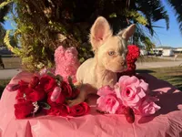Diva REDUCED!!!, a female French Bulldog for sale in Saint Cloud, FL – Photo 8 of 8