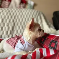 Diva REDUCED!!!3199, a female French Bulldog for sale in West Palm Beach, FL – Photo 8 of 10