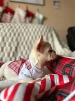 Diva REDUCED!!!, a female French Bulldog for sale in Lakeland Highlands, FL – Photo 8 of 10