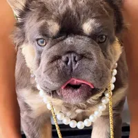 Diva REDUCED!!!3199, a female French Bulldog for sale in West Palm Beach, FL – Photo 6 of 10