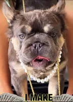 Diva REDUCED!!!, a female French Bulldog for sale in Saint Cloud, FL – Photo 6 of 8