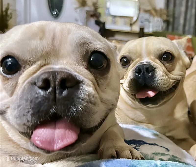 Mia – French Bulldog puppy for sale in Orlando, FL