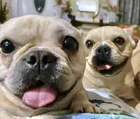 Mia, a female French Bulldog for sale in Orlando, FL – 1 of 7