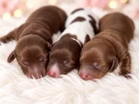 Girls 3, a female Miniature Dachshund for sale in Cocoa Beach, FL – 3 of 8
