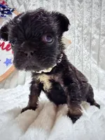 Joy, a female French Bulldog for sale in Orlando, FL – 2 of 3