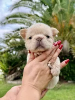 Grace, a female French Bulldog for sale in Sanford, FL – 1 of 10