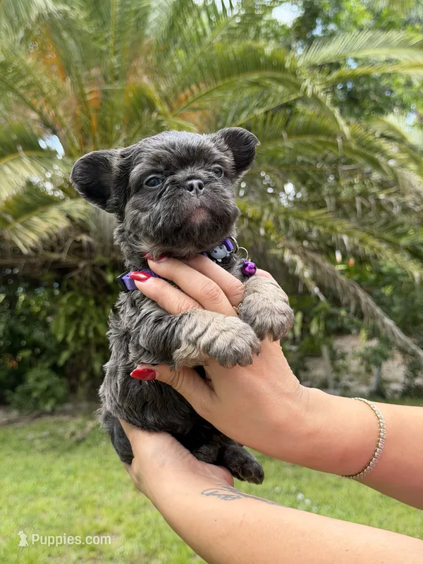 FLOODLE FRENCHIE TEDDYFACE🧸‼️ – French Bulldog puppy for sale in Sarasota, FL