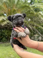 Bertha , a female French Bulldog for sale in Sanford, FL – 3 of 9