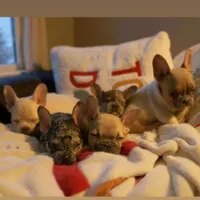 Mia 2199, a female French Bulldog for sale in West Palm Beach, FL – Photo 9 of 10