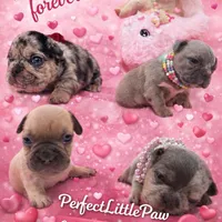 Mia 2199, a female French Bulldog for sale in West Palm Beach, FL – Photo 7 of 10