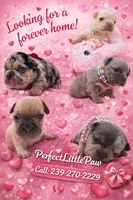 Mia, a female French Bulldog for sale in Saint Cloud, FL – Photo 7 of 10