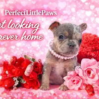 Mia 2199, a female French Bulldog for sale in West Palm Beach, FL – Photo 5 of 10