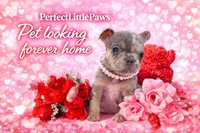 Mia, a female French Bulldog for sale in Saint Cloud, FL – Photo 5 of 10