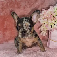 Mia 2199, a female French Bulldog for sale in West Palm Beach, FL – Photo 2 of 10