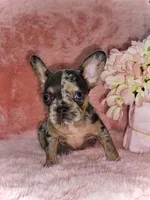 Mia, a female French Bulldog for sale in Saint Cloud, FL – Photo 1 of 10