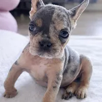 Mia 2199, a female French Bulldog for sale in West Palm Beach, FL – Photo 10 of 10