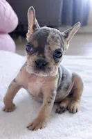 Mia, a female French Bulldog for sale in Saint Cloud, FL – Photo 10 of 10