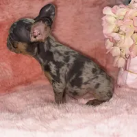 Mia 2199, a female French Bulldog for sale in West Palm Beach, FL – Photo 1 of 10