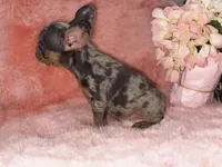 Mia, a female French Bulldog for sale in Saint Cloud, FL – Photo 2 of 10