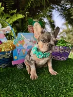 Mia price reduced 2k, a female French Bulldog for sale in West Palm Beach, FL – Photo 6 of 10