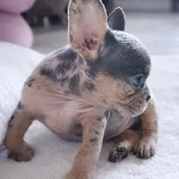 Mia 2199, a female French Bulldog for sale in West Palm Beach, FL – Photo 4 of 10