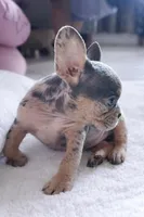 Mia, a female French Bulldog for sale in Saint Cloud, FL – Photo 4 of 10