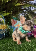 Mia price reduced 2k, a female French Bulldog for sale in West Palm Beach, FL – Photo 5 of 10