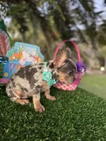 Mia price reduced 2k, a female French Bulldog for sale in West Palm Beach, FL – Photo 2 of 10