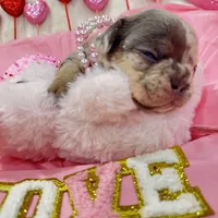 Mia 2199, a female French Bulldog for sale in West Palm Beach, FL – Photo 6 of 10