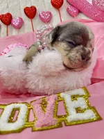 Mia, a female French Bulldog for sale in Saint Cloud, FL – Photo 6 of 10