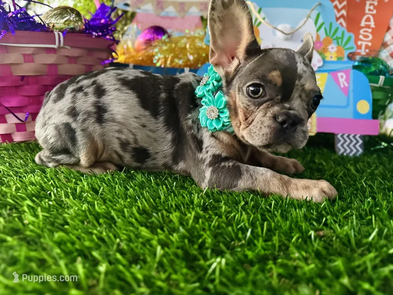 Mia price reduced 2k, a female French Bulldog for sale in West Palm Beach, FL – Photo 1 of 10