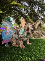 Mia price reduced 2k, a female French Bulldog for sale in West Palm Beach, FL – Photo 4 of 10