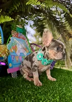 Mia price reduced 2k, a female French Bulldog for sale in West Palm Beach, FL – Photo 9 of 10
