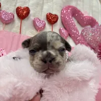 Mia 2199, a female French Bulldog for sale in West Palm Beach, FL – Photo 8 of 10