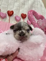 Mia, a female French Bulldog for sale in Saint Cloud, FL – Photo 8 of 10