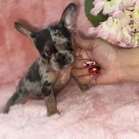 Mia 2199, a female French Bulldog for sale in West Palm Beach, FL – Photo 3 of 10