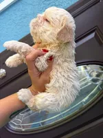 Floodle , a female French Bulldog for sale in Sanford, FL – 5 of 10