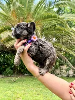 Bertha , a female French Bulldog for sale in Sanford, FL – 7 of 9