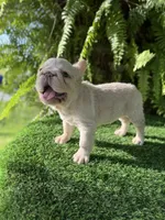 Grace xsmall , a female French Bulldog for sale in Mayo, FL – 2 of 8