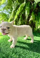 Grace xsmall , a female French Bulldog for sale in Mayo, FL – 3 of 8