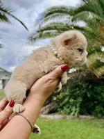 Grace, a female French Bulldog for sale in Sanford, FL – 5 of 10