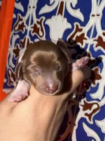 Dachshund longhairs, a female Miniature Dachshund for sale in Daytona Beach, FL – 4 of 10