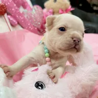 King REDUCE PRICE!!!, a male French Bulldog for sale in West Palm Beach, FL – Photo 5 of 8