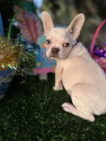 King REDUCE PRICE $1399!!! , a male French Bulldog for sale in West Palm Beach, FL – Photo 7 of 9
