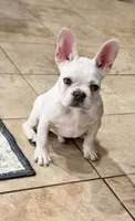 King $1199🩵BlueEyes oh🩵, a male French Bulldog for sale in Vero Beach, FL – Photo 3 of 5